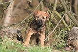 BORDER TERRIER 115